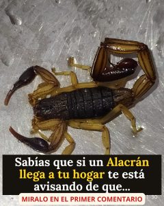 667548859 1510139687348235 4783564202868903610 n