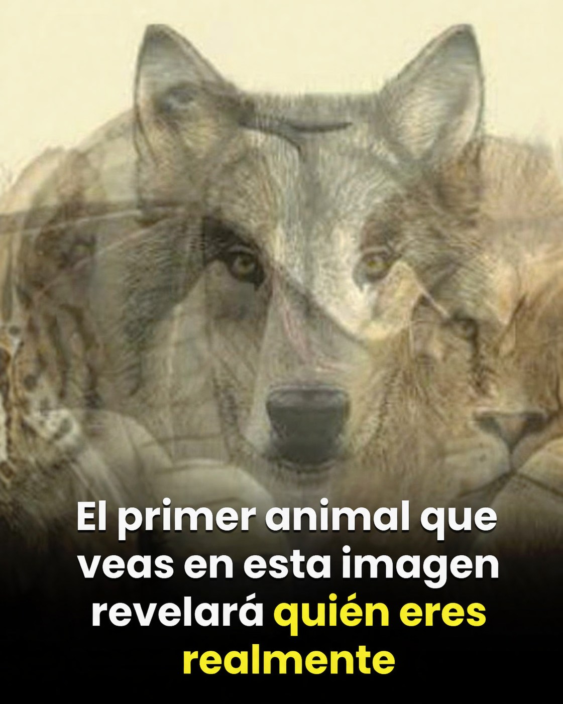 668581156 1533831281433492 2399211525644176185 n